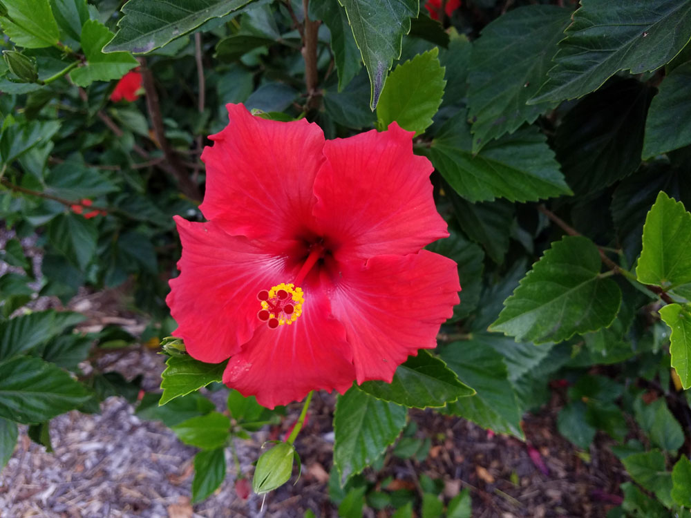 san diego zoo red flower