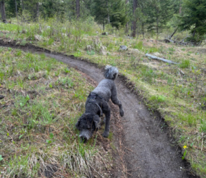 Dog on Hiking Trail