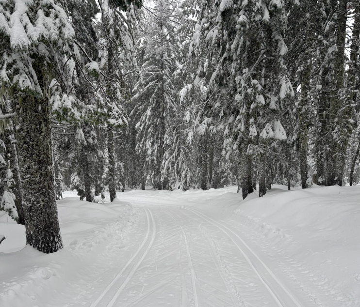 Snowy Path