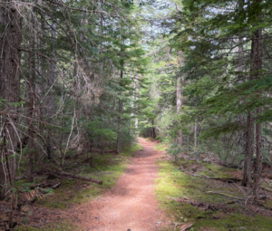 Forest Path