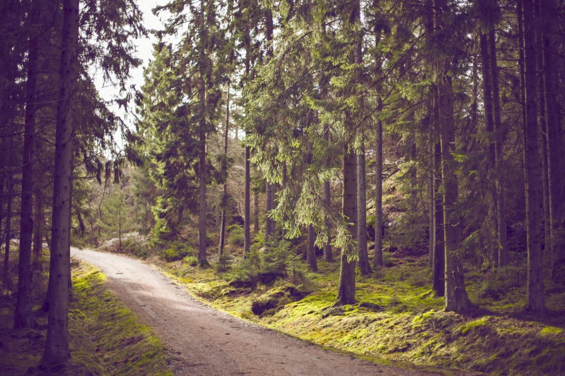 Forest Path